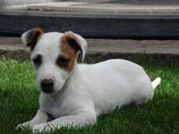 Jack Russell Terrier # BOBER Smartie Jacks # unique MALE Jack Russell