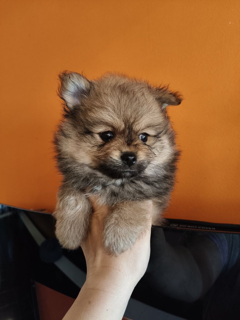Spitz alemão masculino