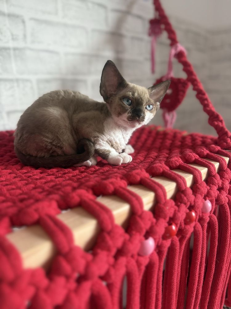 Kotka Devon Rex JELLY