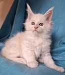 Srebrzysty kocurek Maine Coon