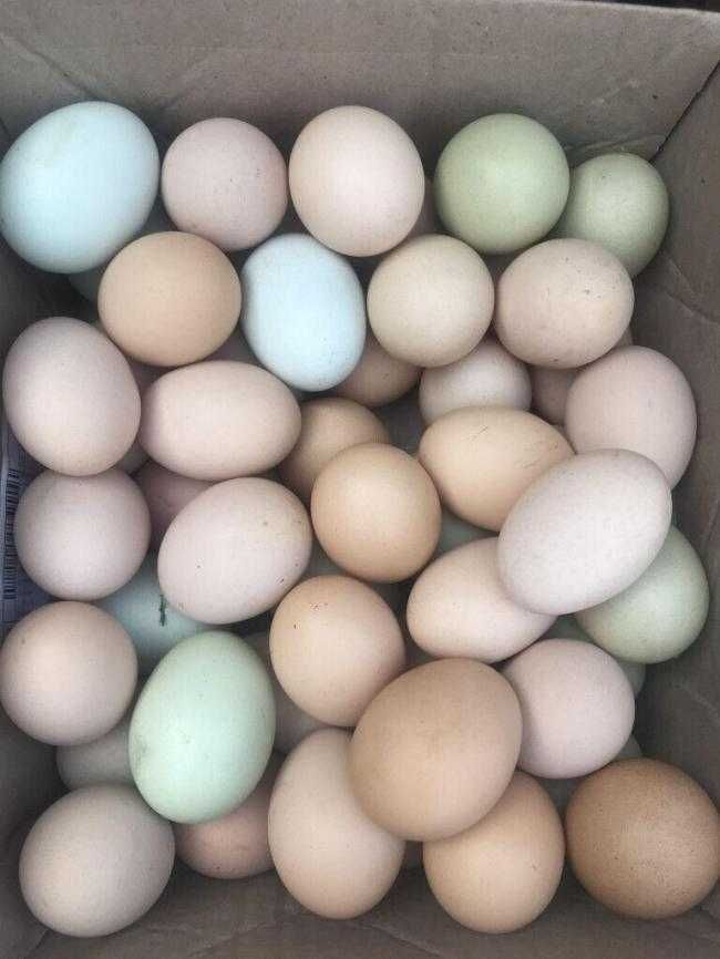 Різні інкубаційні курячі яйця (кросси, гібриди, чиста порода)
