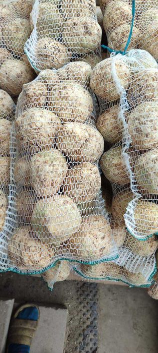 Продам корінь селери