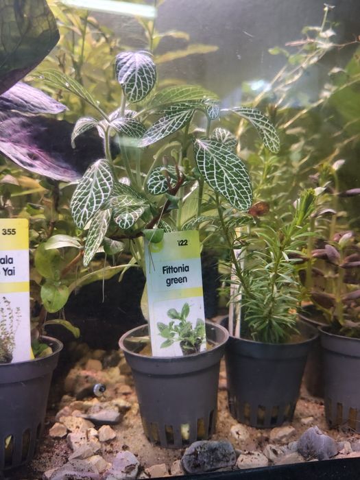 Diversas plantas aquário