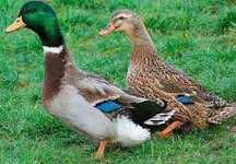 Vendo casal de Patos Rouen com 8 meses de idade em postura.