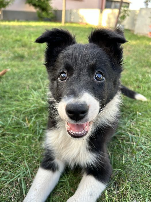 Suczka Border Collie - Rodowód - Gotowa do odbioru