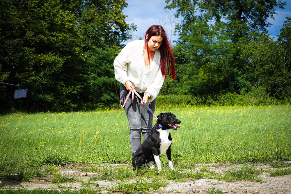 Organek - śliczny, niewielki pies szuka domu