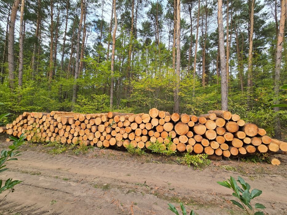 Skup drewna – papierówka, kłody, dłużyce, tj sosna świerk topola