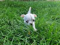 Chihuahua Krótkowłosa Beza