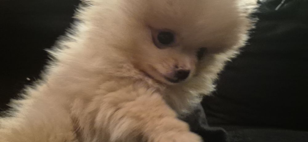 Szpic miniaturowy Pomeranian