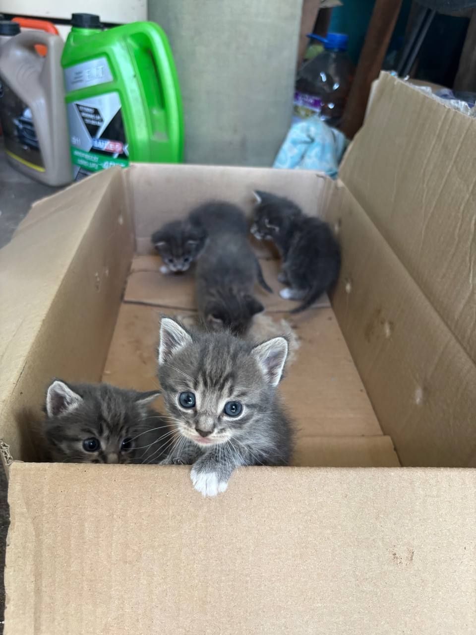 Бесплатно котята