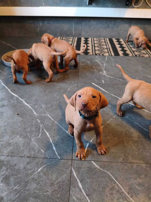 Szczeniaki - wyżeł węgierski