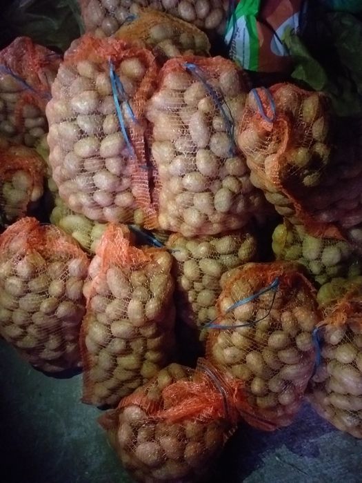 Ziemniaki jadalne sadzone na oborniku.