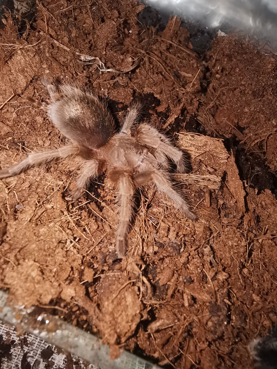 Grammostola rosea 'classic' 2dc