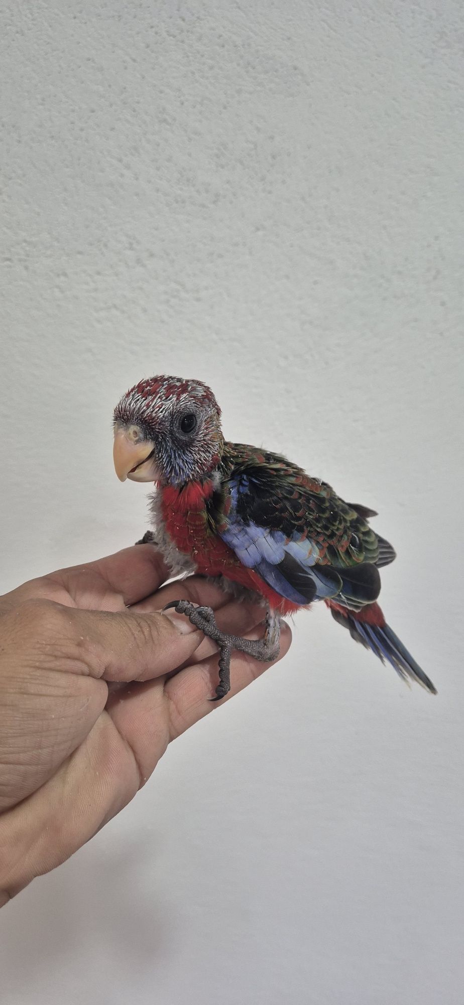 Roselas penantes criadas à mão