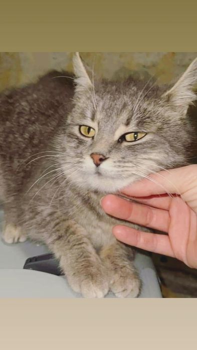 Отдам серую вискасную кошку, стерилизована, 1,5 года