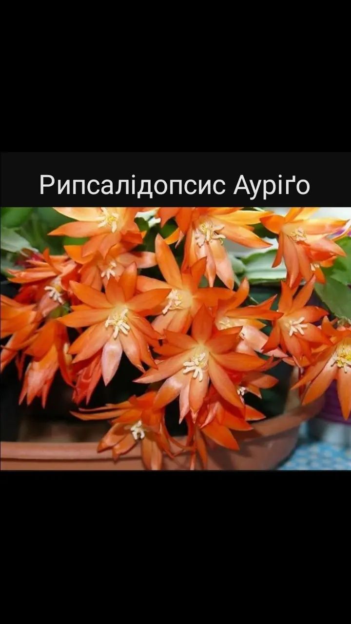Рипсалідопсис помаранчевий