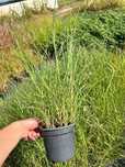 Miskant chiński 'Yakushima' (Miscanthus sinnesis)