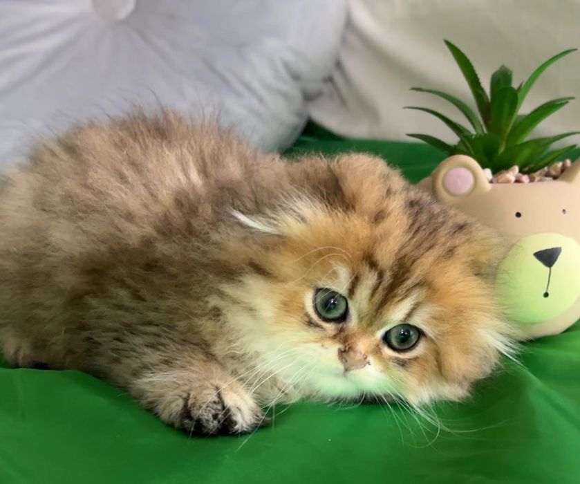 Неймовірної краси дівчинка Scottish fold