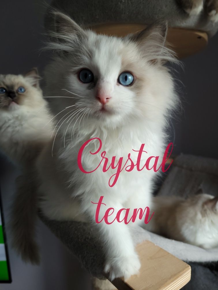 Kot kociak rasy ragdoll Domowa Hodowla Crystal Team. Ostatni wolny kot