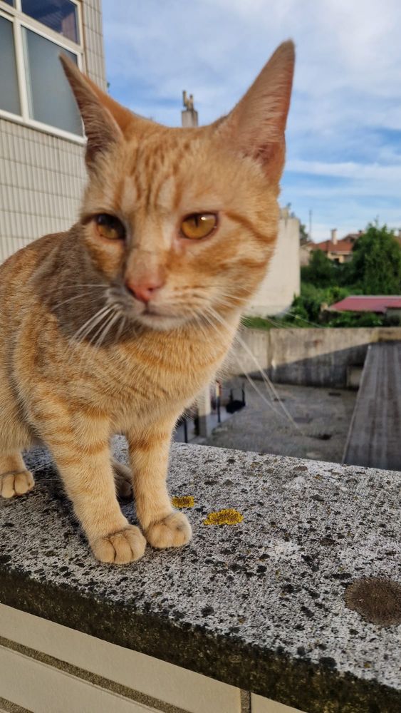 Gatinho para adoção