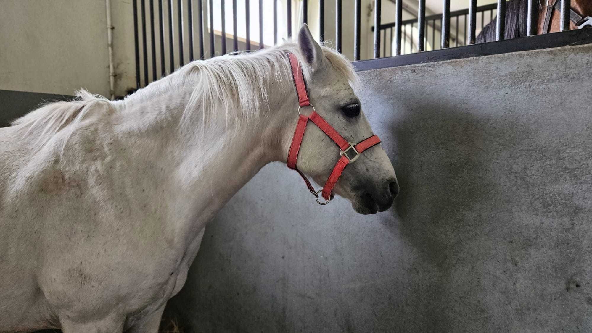Lucynka - spokojna kucka do adopcji za darmo