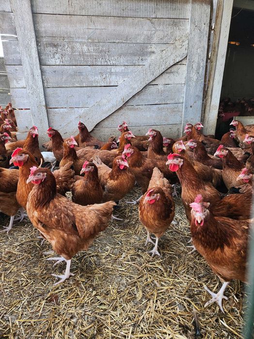KURY nioski młode z pierwszym jajkiem ! Rossa Messa Leghorn Sussex !