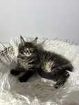 Maine Coon kocurek