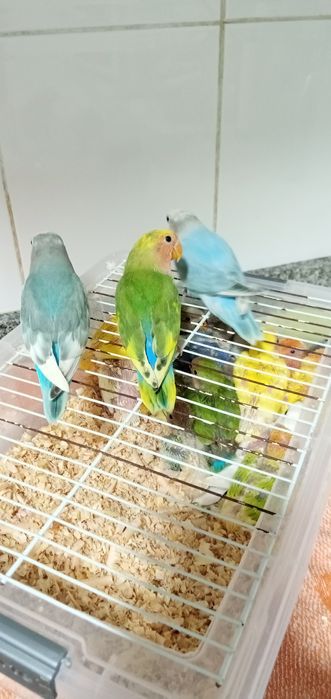 Cedem se agapornis e caturras