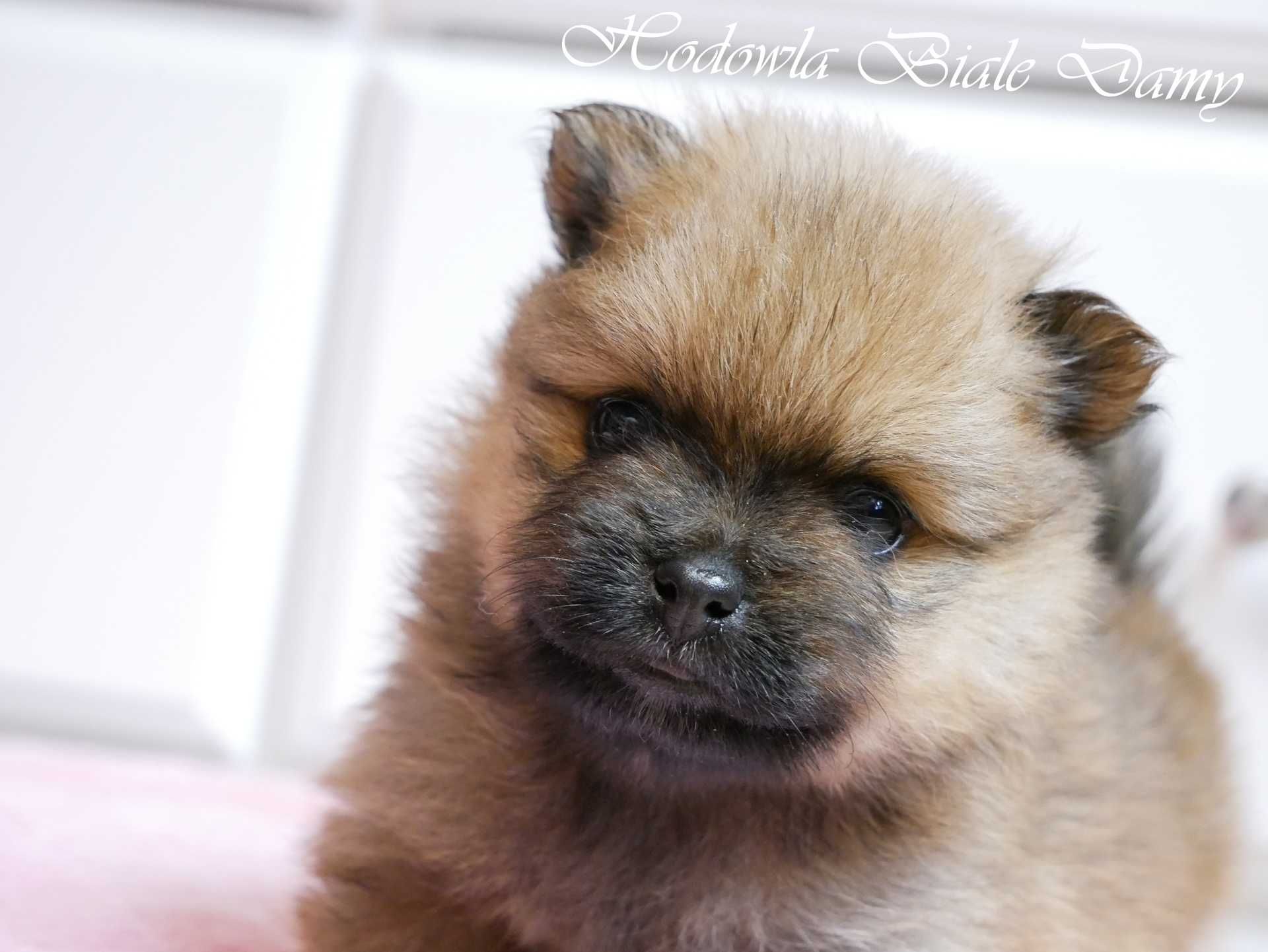 Szpic miniaturowy Pomeranian Boo Szpice Śląskie Rodowód Samiec JIMMY