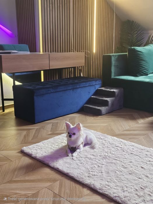 Zapowiedź miotu Chihuahua
