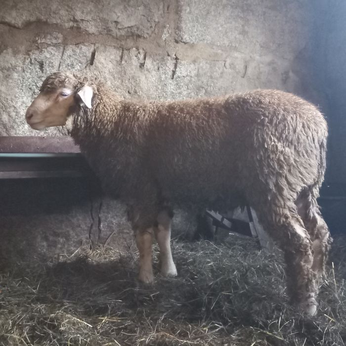 Borrego Ile de France