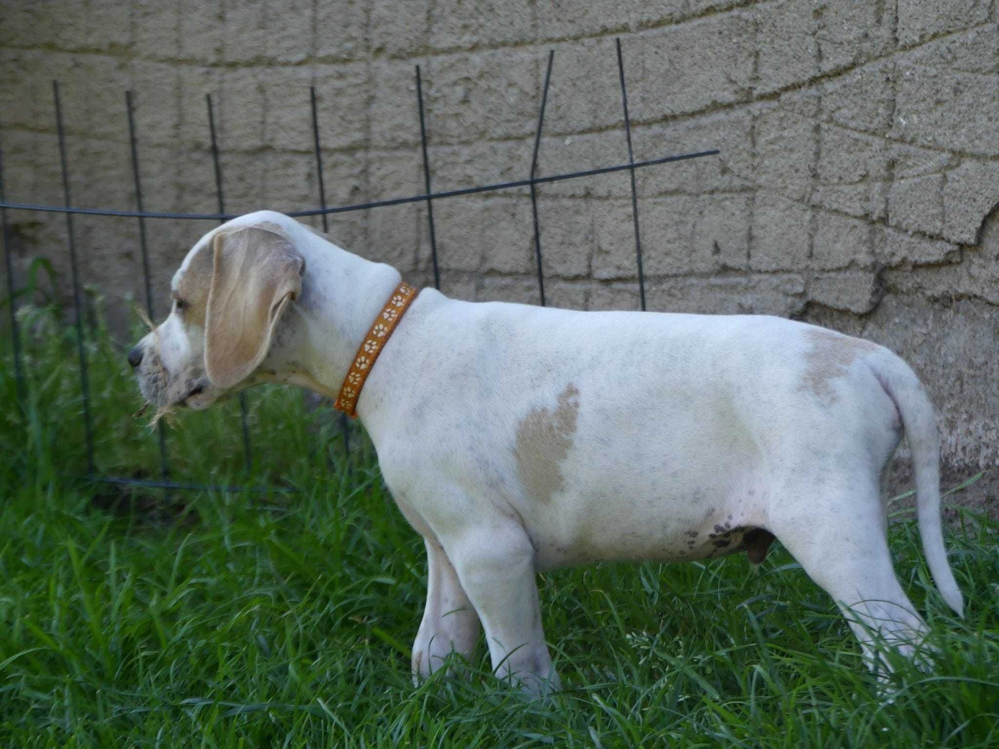 Barney- Pointer, wyżeł angielski