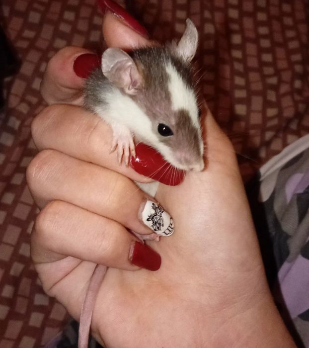 Срочно!! продаю крисят две девочки один мальчик ручние