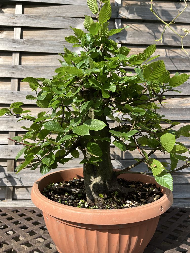 prebonsai materiały graby,klon bonsai