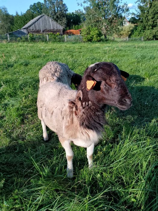 Owca oraz młody tryk dorper