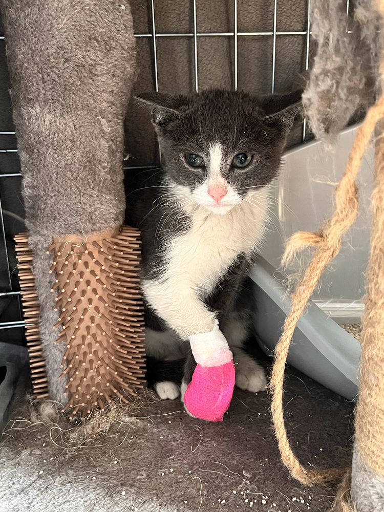 Mały kocurek Jasiu do adopcji