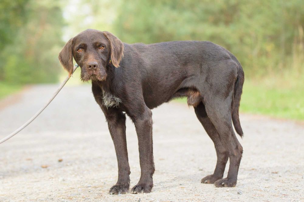RANGER - w typie wyżeł, dla aktywnych