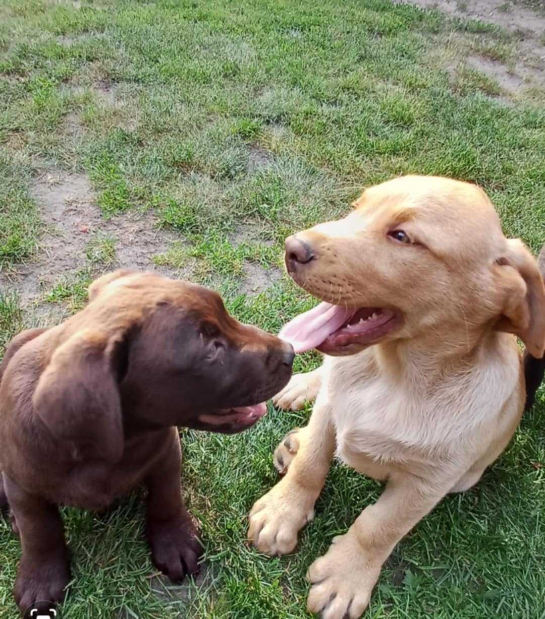 Labrador Retriever kolor czekoladowy