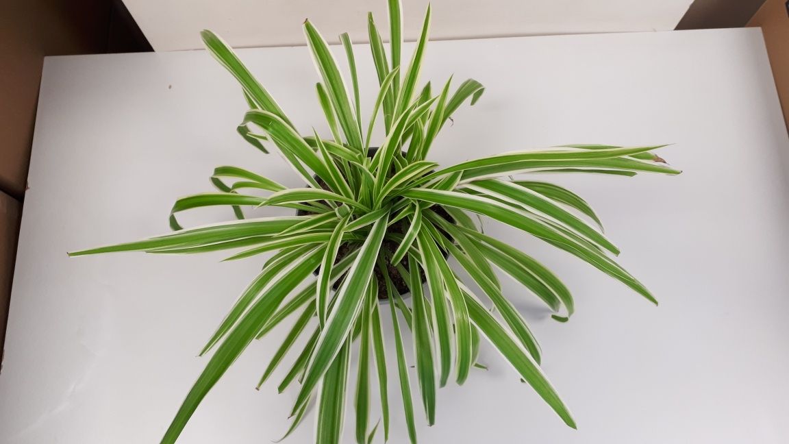 Zielistka Chlorophytum kwiat doniczkowy
