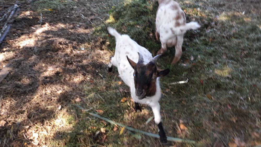 Cabras anas, 2 machos