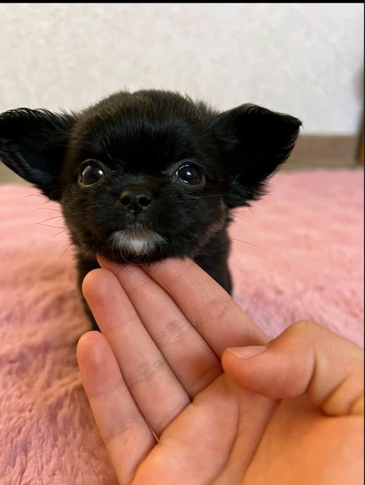 Дві дівчинки чихуашки та середній хлопчик