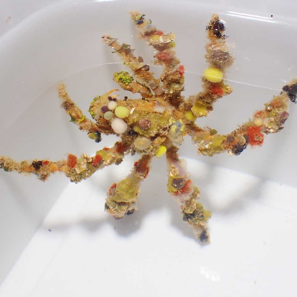 Camposcia retusa - krab dekorator - akwarium morskie