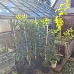 Oleander drzewka 1m