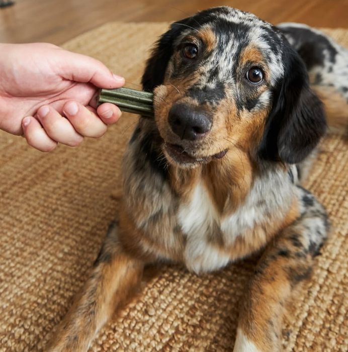 Szczeniak golden aussie black tricolor niebieskie oczy