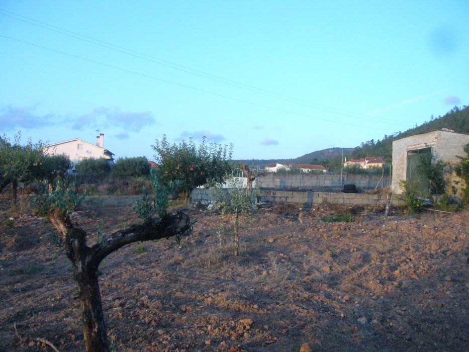 CASA C/ Terraço, c/Terreno Arvores de Fruto e Olival