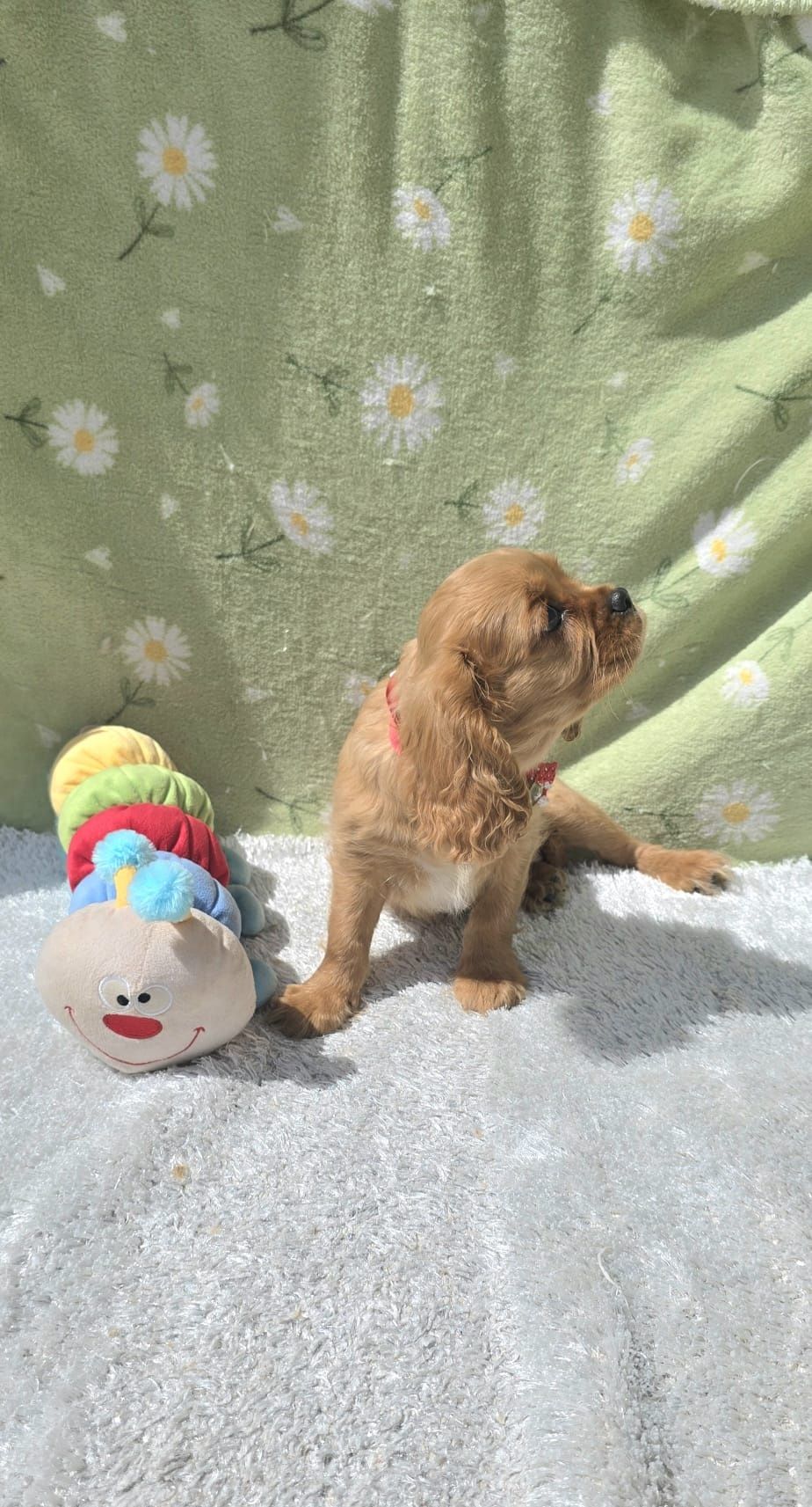 Cavalier King Charles Spaniel Macho