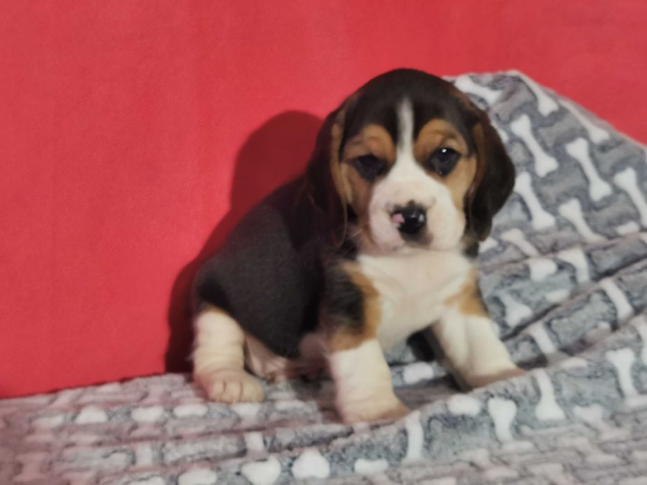 Beagle piękny piesek 4