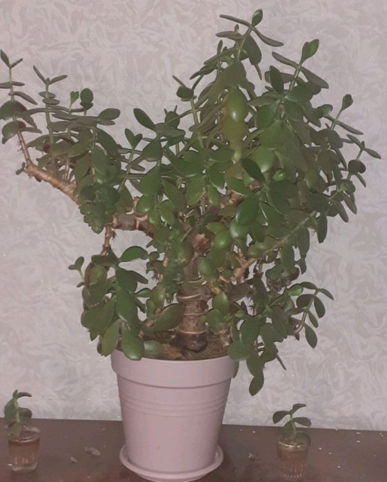 Грошове дерево..