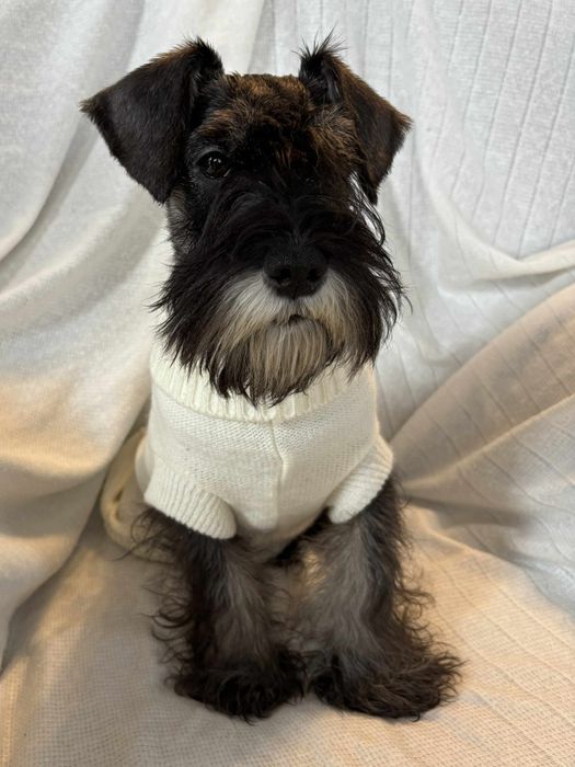 Sznaucer miniatura miniaturowy