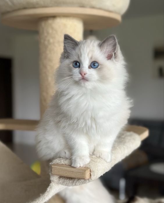 Piękna kotka ragdoll rodowód FPL